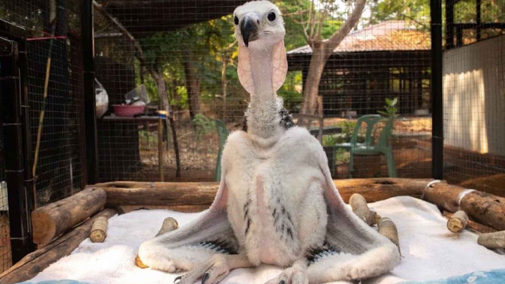 Innovative breeding program offers hope for Thailand's endangered vultures